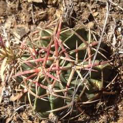 Ferocactus macrodiscus macrodiscus