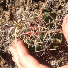 Ferocactus macrodiscus macrodiscus