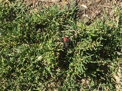 Apterocaulus heterogama