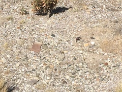 Apterocaulus heterogama