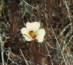 Calochortus bruneaunis