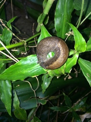 Urocyclus kirkii