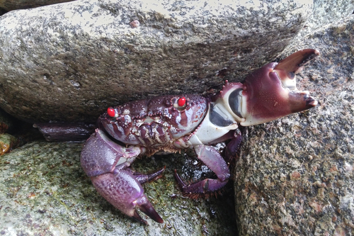 イワオウギガニ