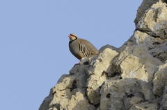 Alectoris chukar cypriotes