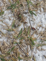 Dasymutilla ursus
