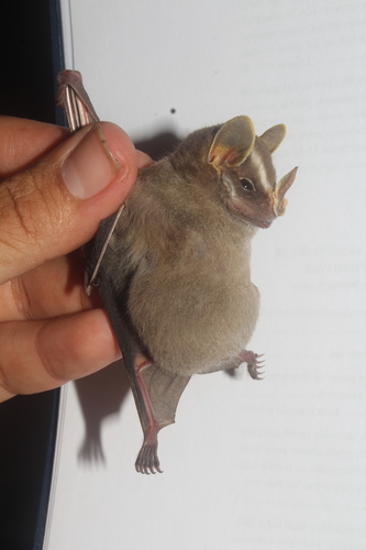 Striped Yellow-eared Bat