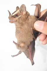 Vampyrodes caraccioli image