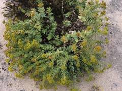 Coulterella capitata