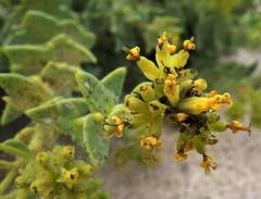 Coulterella capitata