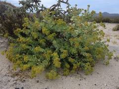 Coulterella capitata