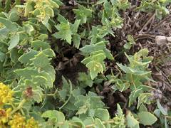 Coulterella capitata