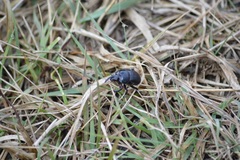 Ceratotrupes