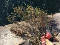 Arthroceras subterminale