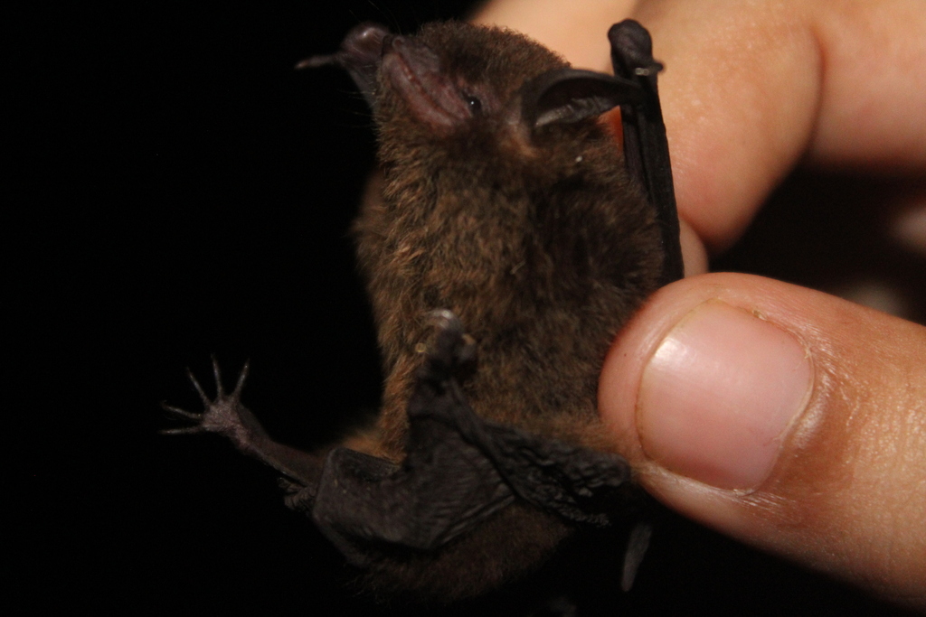 Riparian Myotis