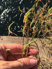 Arthroceras subterminale