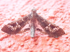 Crocidocnemis pellucidalis