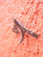 Crocidocnemis pellucidalis