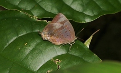 Arhopala madytus