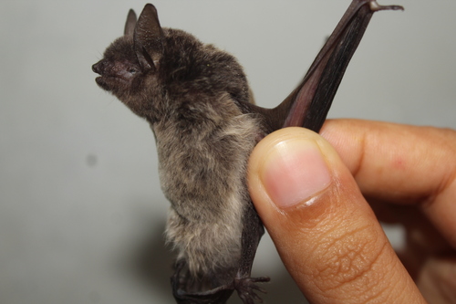 Silver-tipped Myotis