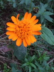 Lasianthaea macrocephala