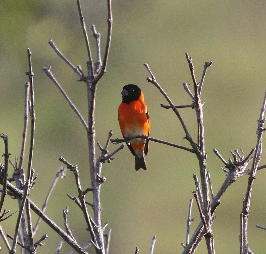 Jilguero Rojo, Spinus cucullatus
