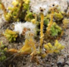 Portulaca californica