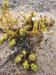 Portulaca californica