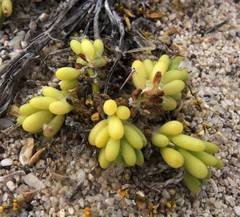 Portulaca californica