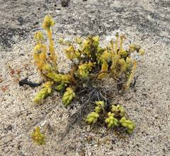 Portulaca californica