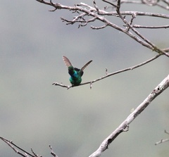 Chlorostilbon mellisugus