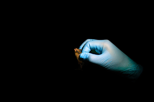 Thomas's Yellow Bat
