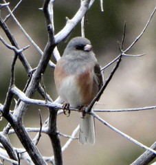 Junco hyemalis mearnsi