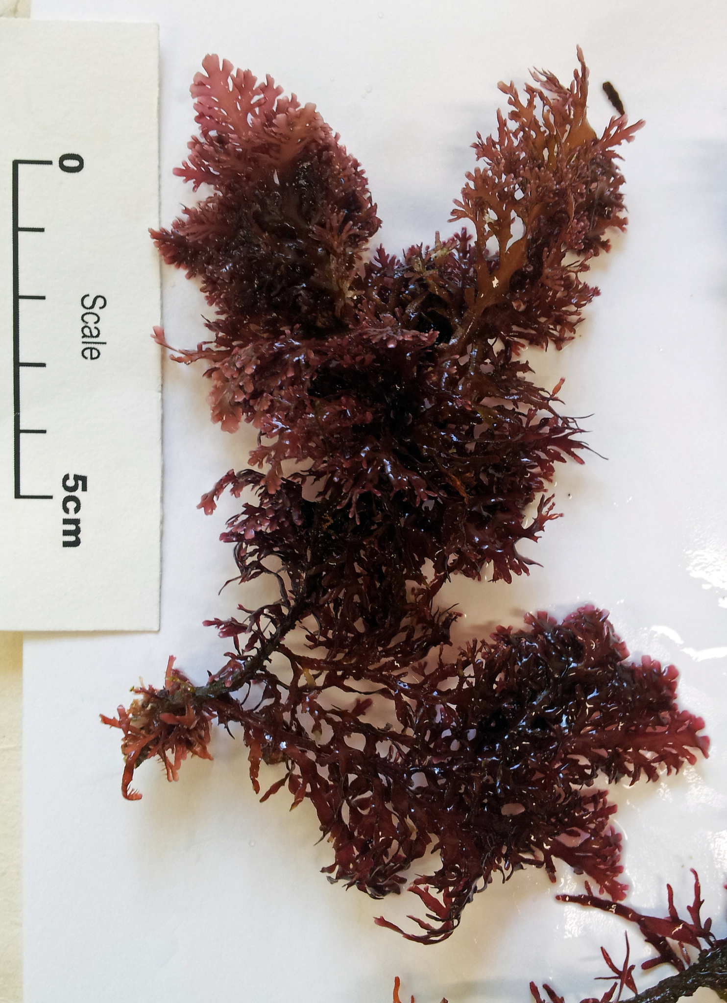 Pterocladia