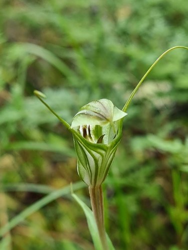 Image of Pterostylis robusta by (c) Heath Hunter, some rights reserved (CC BY)