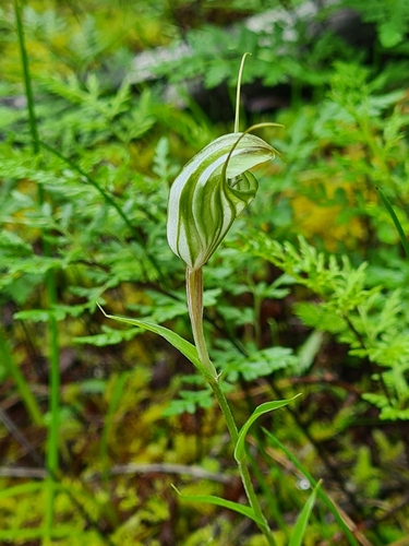 Image of Pterostylis robusta by (c) Heath Hunter, some rights reserved (CC BY)