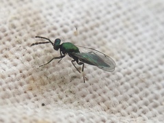 Eulophinae