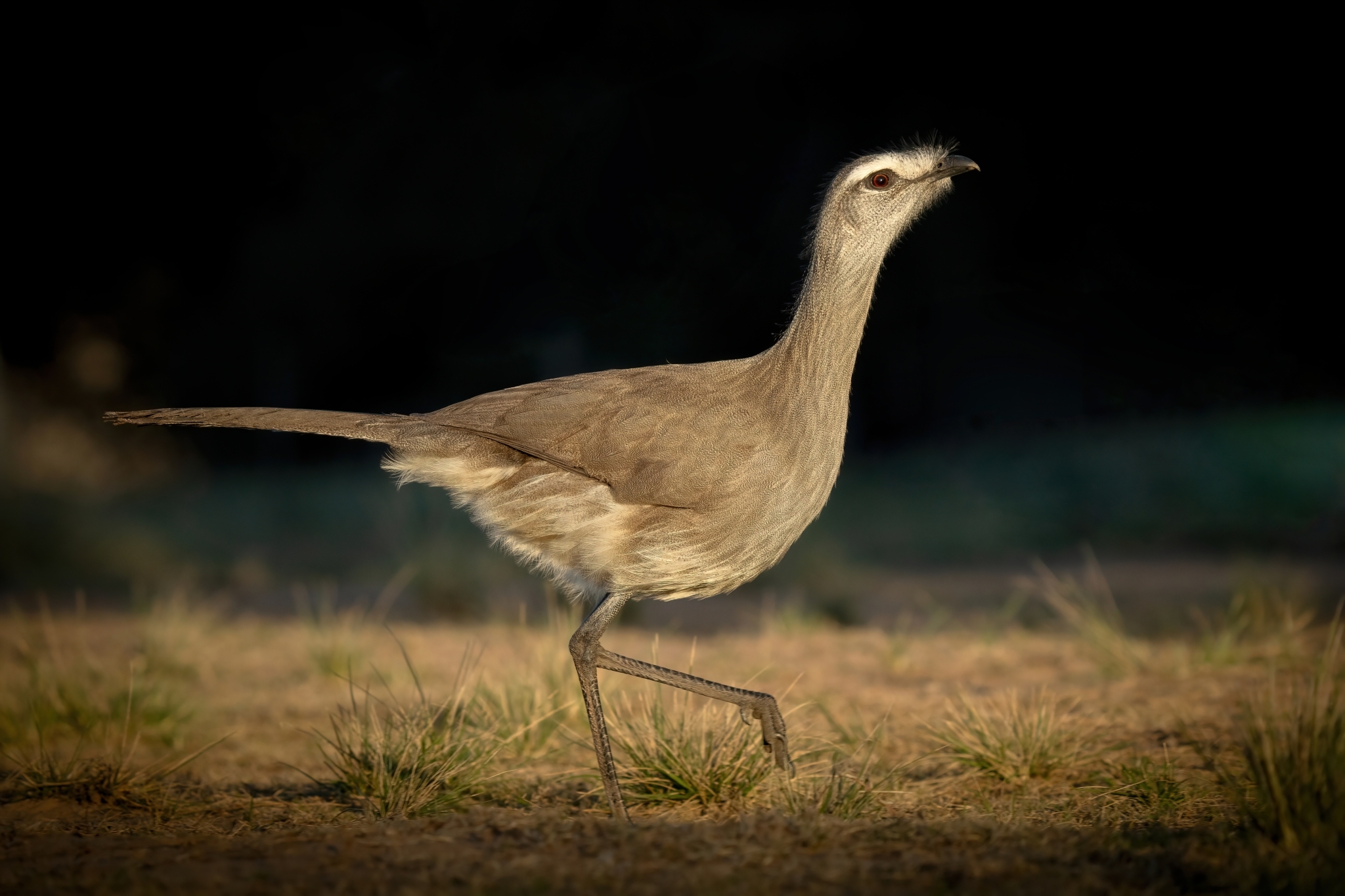 Black-legged Seriema illustration