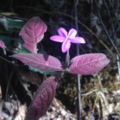 Pseuderanthemum praecox