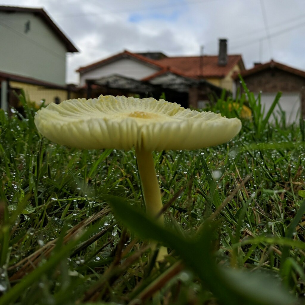 Leucocoprinus birnbaumii · April 2018 · photo: © hortonf (iNaturalist, cc-by)