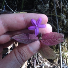 Pseuderanthemum praecox