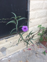 Ruellia