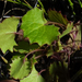 Centella callioda - Photo (c) Chris Vynbos, alguns direitos reservados (CC BY-SA), uploaded by Chris Vynbos