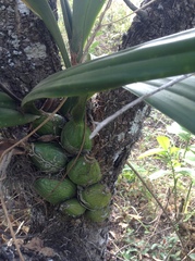 Encyclia