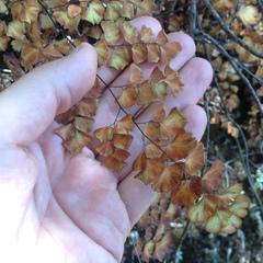 Adiantum braunii