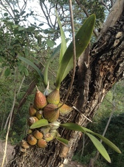 Encyclia