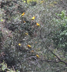 Aratinga solstitialis