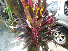 Cordyline fruticosa