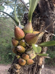 Encyclia