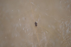 Hypselonotini
