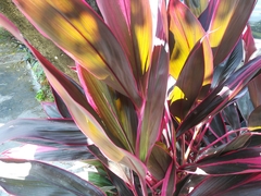 Cordyline fruticosa